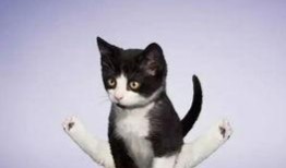 小猫吃瓜爆料视频,萌态可掬萌翻网友